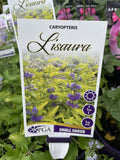 CARYOPTERIS LISARIA 14CM PGA