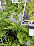 CARYOPTERIS LISARIA 14CM PGA
