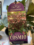 HELLEBORUS FROSTKISS® COSMIO 18CM PGA 