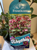 HELLEBORUS FROSTKISS® RHYTHM 18CM PGA