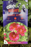 ANISODONTEA CANDY APPLE CARNIVAL LIGHTS 17CM PGA