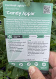 ANISODONTEA CANDY APPLE CARNIVAL LIGHTS 17CM PGA