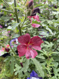 ANISODONTEA CANDY APPLE CARNIVAL LIGHTS 17CM PGA