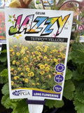 GEUM TEMPO YELLOW JAZZY 14CM PGA