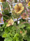 GEUM TEMPO YELLOW JAZZY 14CM PGA