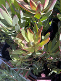 LEUCADENDRON RED DEVIL 14CM