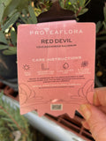 LEUCADENDRON RED DEVIL 14CM