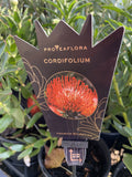 LEUCOSPERMUM CORDIFOLIUM 14CM
