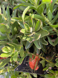 LEUCOSPERMUM CORDIFOLIUM 14CM