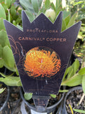 LEUCOSPERMUM CARNIVAL COPPER 14CM