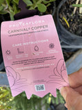 LEUCOSPERMUM CARNIVAL COPPER 14CM