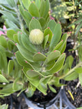 LEUCOSPERMUM CARNIVAL COPPER 14CM