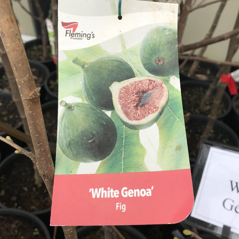 FIG WHITE GENOA BARE ROOT