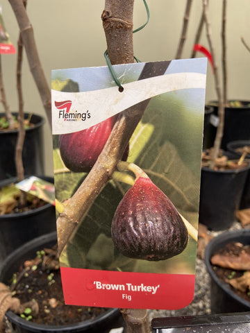 FIG BROWN TURKEY BARE ROOT
