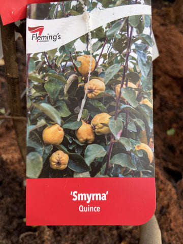 QUINCE SMYRNA BARE ROOT