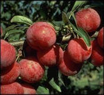 PLUM 2 WAY SANTA ROSA/SATSUMA BARE ROOT 