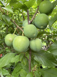 PLUM 2 WAY SANTA ROSA/SATSUMA BARE ROOT 