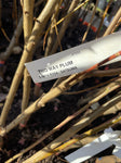 PLUM 2 WAY SANTA ROSA/SATSUMA BARE ROOT 