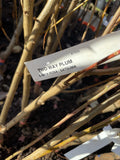 PLUM 2 WAY SANTA ROSA/SATSUMA BARE ROOT 