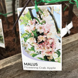 MALUS IOENSIS PLENA BARE ROOT 