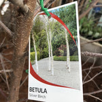 BETULA PENDULA YOUNGII SHORT STANDARD BARE ROOT