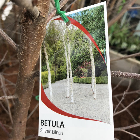 BETULA PENDULA YOUNGII SHORT STANDARD BARE ROOT