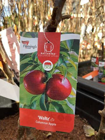 APPLE BALLERINA WALTZ BARE ROOT