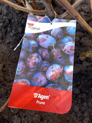 PRUNE D'AGEN BARE ROOT