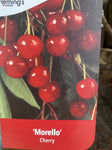 CHERRY MORELLO BARE ROOT
