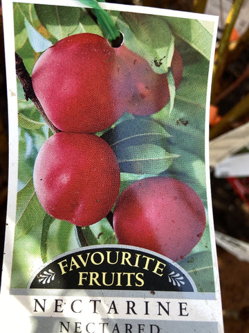 NECTARINE NECTAZEE BARE ROOT