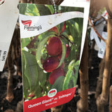 NECTARINE QUEEN GIANT® Cv. ZAIBLAGRO BARE ROOT 
