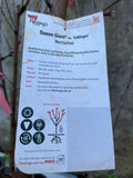 NECTARINE QUEEN GIANT® Cv. ZAIBLAGRO BARE ROOT 