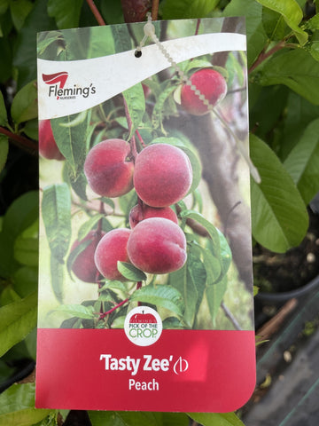 PEACH TASTY ZEE BARE ROOT