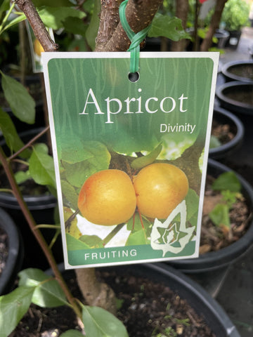 APRICOT DIVINITY BARE ROOT 