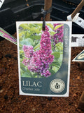 SYRINGA CHARLES JOLY LILAC BARE ROOT 