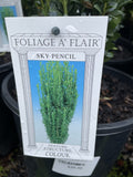 ILEX CRENATA GREEN PILLAR 20CM