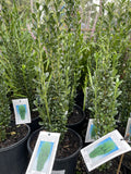 ILEX CRENATA GREEN PILLAR 20CM