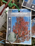 PYRUS CALLERYANA CAPITAL BARE ROOT 