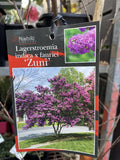 LAGERSTROEMIA ZUNI 33CMTREE