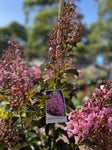 LAGERSTROEMIA SIOUX 20CM 