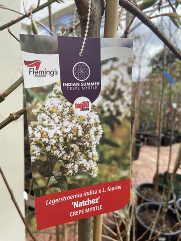 LAGERSTROEMIA NATCHEZ 33CM 