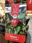 APPLE BALLERINA FLAMENCO BARE ROOT
