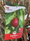 NECTARINE ARCTIC ROSE BARE ROOT 