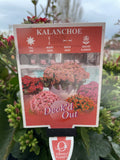 KALANCHOE DECK'D OUT KAMBA -CARMINE 20CM