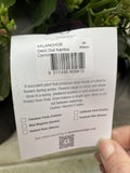 KALANCHOE DECK'D OUT KAMBA -CARMINE 20CM