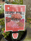 KALANCHOE DECK'D OUT BRATON PURPLE 20CM