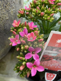 KALANCHOE DECK'D OUT BRATON PURPLE 20CM