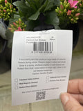 KALANCHOE DECK'D OUT BRATON PURPLE 20CM