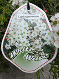 LEPTOSPERMUM SCOPARIUM WHITE WAVE 20CM