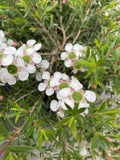 LEPTOSPERMUM SCOPARIUM WHITE WAVE 20CM